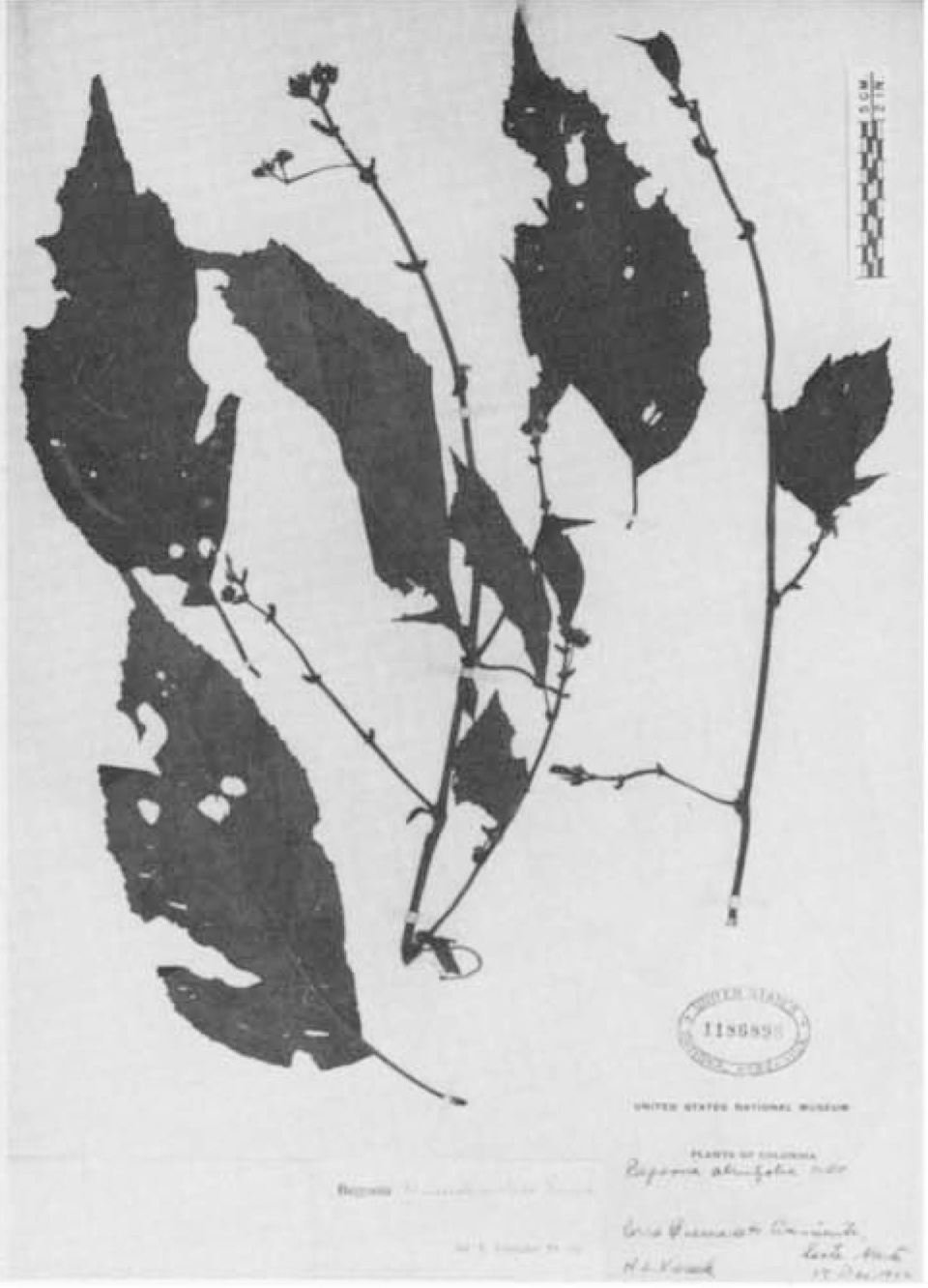 B. diversistipulata